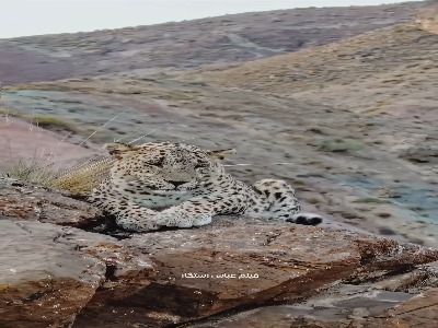 ثبت تصویر یک پلنگ درحال استراحت در پارک ملی سالوک