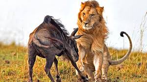 زند‌ه‌ زنده خوردن گوزن یالدار توسط شیرها