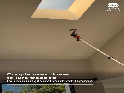 ترفند جالب برای آزادی مرغ مگس‌خوار گرفتار در خانه