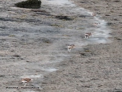 عبور گله‌های قوچ اوریال در پارک ملی گلستان