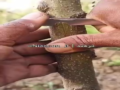 یک ترفند جالب برای پیوند زدن درخت