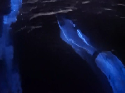 شنای دلفین ها در میان جلبک های بیولومینسانس