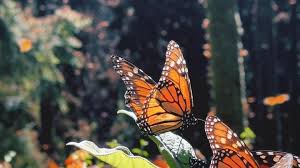 عکاسی از پروانه‌ های زیبا در مکزیک