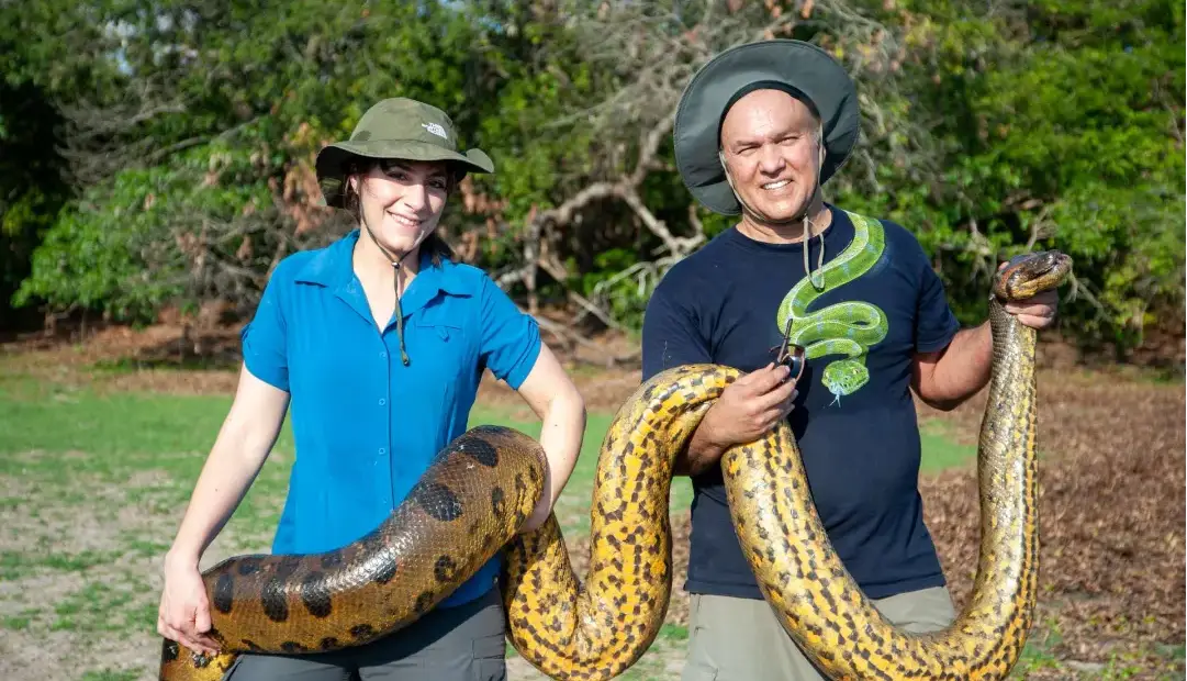 غولی که هرگز کوچک نشد؛ اندازه مار آناکوندا از ۱۲ میلیون سال پیش ثابت مانده است