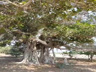 انجیر معابد یا همان درخت همیشه سبز لور