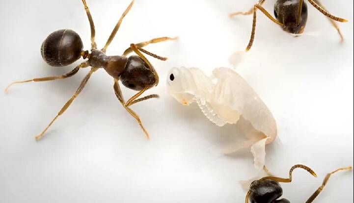 فداکاری بی‌نظیر مورچه‌ها؛ سربازانی که برای نجات کلونی جان می‌دهند