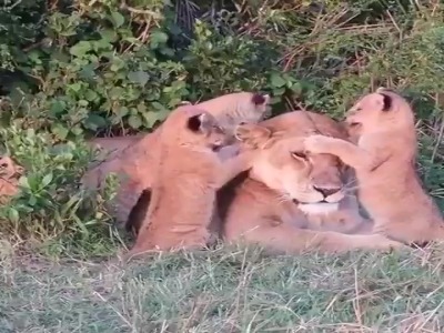 مادر تنها عشق مشترک در بین همه موجودات