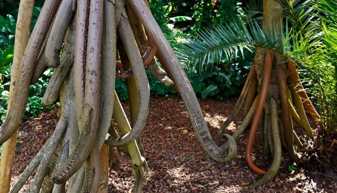 گوناگون/نخل رونده ، درختی که راه می رود