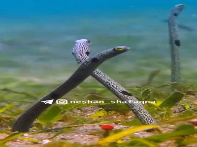 حسگرهای زنده اعماق دریا