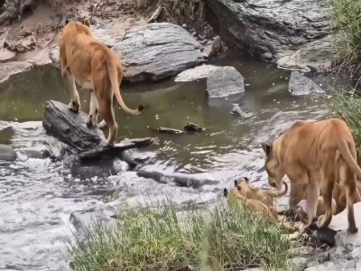 اولین عبور توله‌شیرها از رودخانه؛ درسی از غریزه مادری در حیات‌وحش