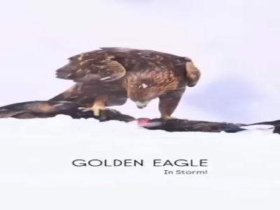 غذا خوردن عقاب طلایی در ارتفاعات البرز