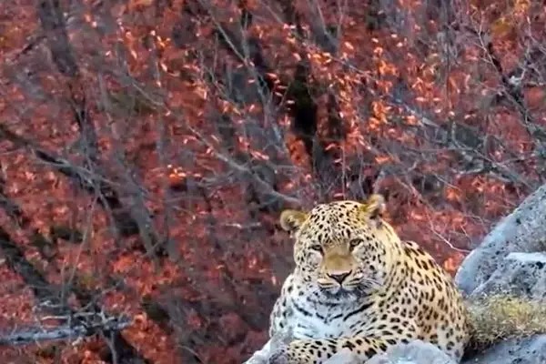 زیبایی شکوهمند پلنگ ایرانی در کیاسر