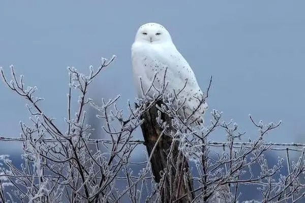 جغد برفی نامرئی!