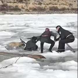 نجات سه گوزن از رودخانه یخ‌زده در چین
