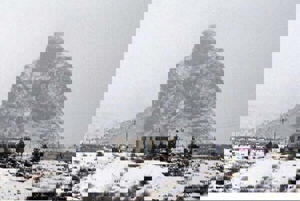 عقاب‌کوه برفی