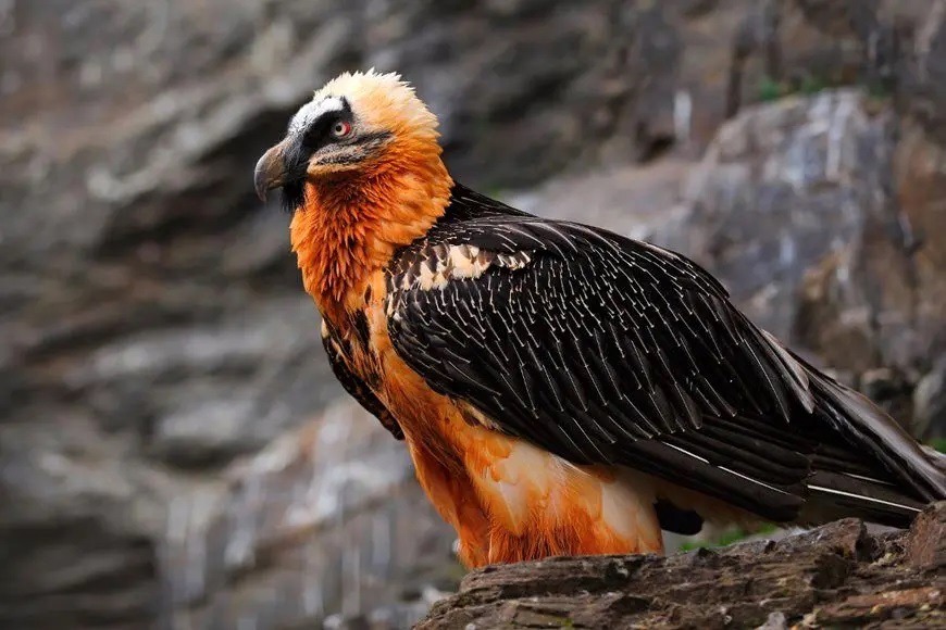 هما میهمان عقاب شد؛ به صرف خوراک بره!