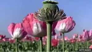 اختلاف آماری در مصرف مواد مخدر دارویی/ تصمیم نهایی درباره کشت شقایق الیفرا تا یک ماه آینده