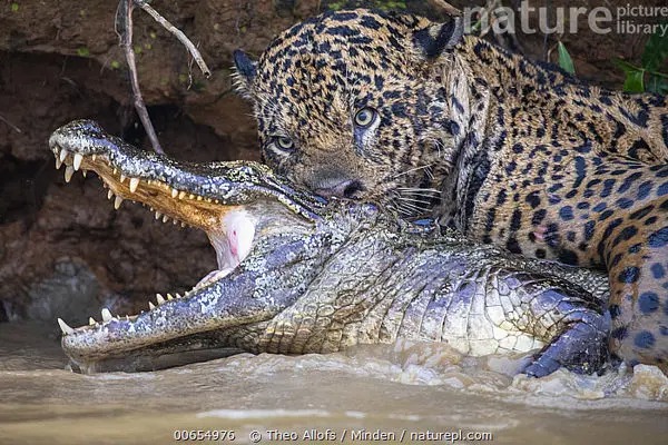 شیرجه مرگبار جگوار روی کایمن در حال حرکت در آب