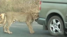 وقتی شیر سپر خودرو را گاز می‌گیرد!