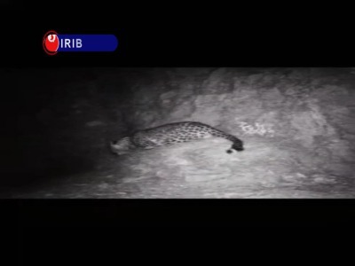 ثبت تصاویری جدید از پلنگ ایرانی دهلران