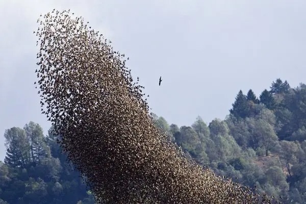 برخورد دسته بزرگ پرندگان به زمین!