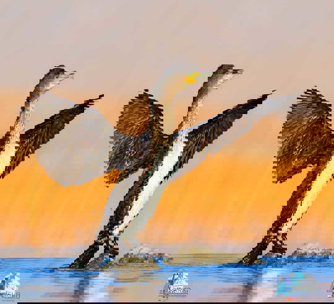 سود میلیارد دلاری یک پرنده دریایی