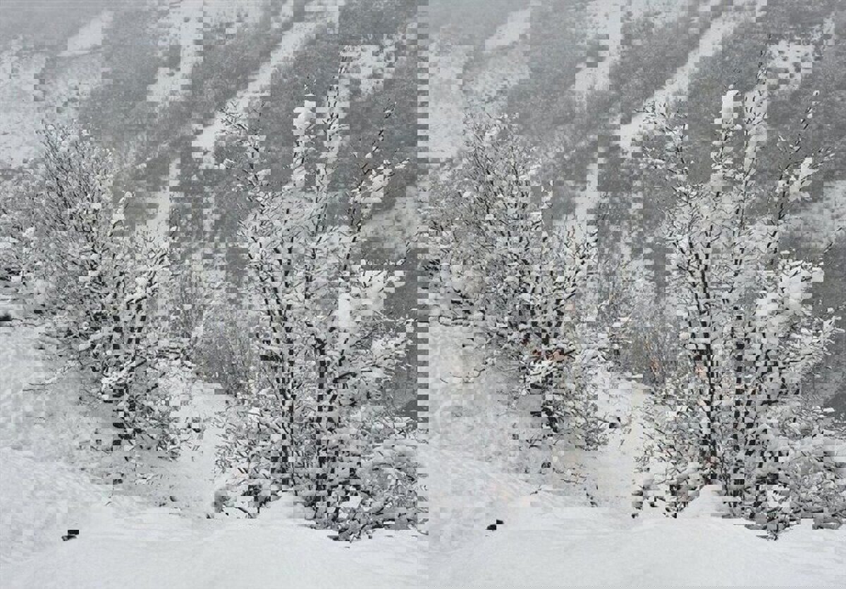 ثبت سردترین شب سال استان تهران در فیروزکوه