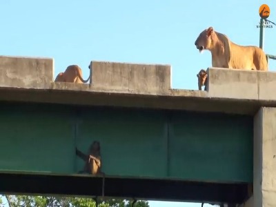 آویزان شدن بابون ها زیر پل برای نجات جان خود از دست شیرها!