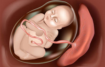 طول استخوان بینی جنین چقدر باید باشد؟