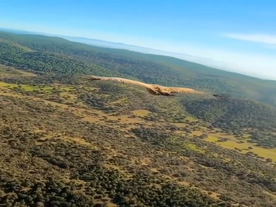 پرواز دیدنی پادشاه آسمان