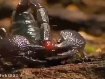 عقرب و شیوه شکارش!