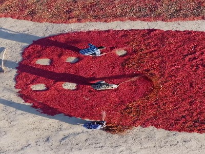 جمع آوری خار و خاشاک زرشک در خراسان جنوبی