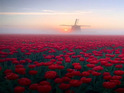 مزارع معروف لاله ها در هلند