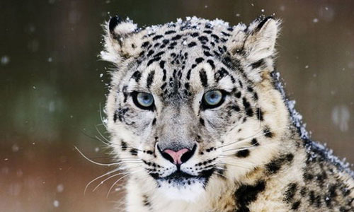 خز ضد سرمای پلنگ برفی