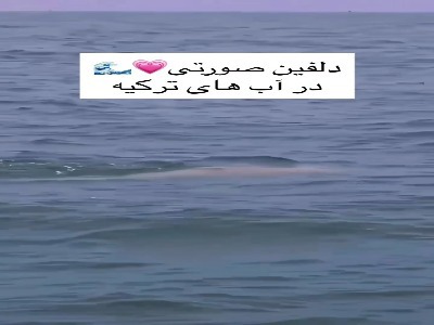 دلفین صورتی در دل آبی دریا