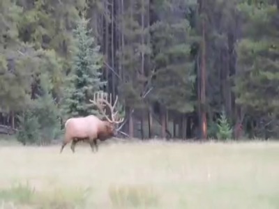 دو گوزن نر غول پیکر در حال نبرد‌‌