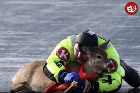 نجات یک گوزن از سطح یخ‌زده دریاچه‌ای در واشنگتن
