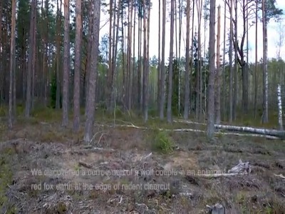 حمله خرس به لانه گرگ