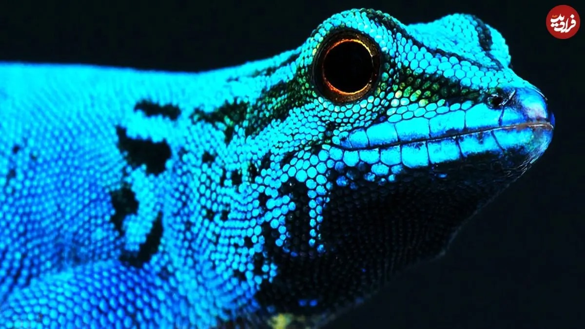 ۱۰ گونه از شگفت انگیزترین و رنگارنگ ترین مارمولک های جهان