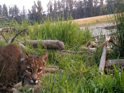 گربه‌وحشی در حال شکار (تمام توجه به گوش‌ها)!