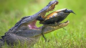 خوردن لاک پشت‌‌ توسط تمساح