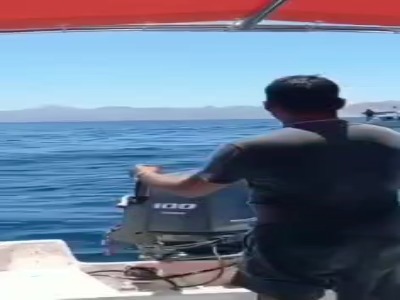 صحنه‌ای دیدنی از دلفین و نهنگ قاتل!