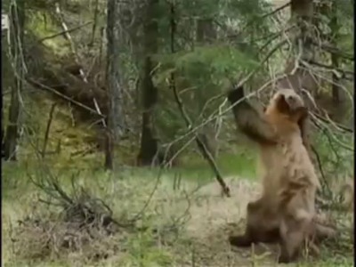 همه خرس‌ها، چه پیر و چه جوان، نر و ماده، تنه درختان را می‌سایند!