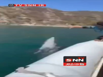 کمک متفاوت دلفین‌ها به پاکسازی سواحل کلمبیا