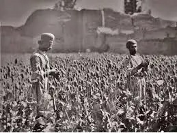 قیمت دولتی تریاک و شیره اعلام شد؛ بهمن ۱۳۳۴