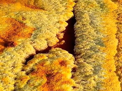 دشت زعفرانی قسمتی از جزیره رنگین کمانی هرمز