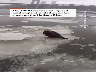 نجات عقاب سرسفید زخمی از یخ‌های رودخانه