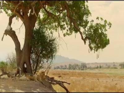 شیرها تنها گربه سانانی هستند که اجتماعی زندگی میکنند!