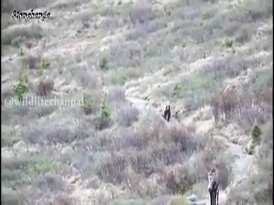 مادر نمونه و شجاع گوساله ها