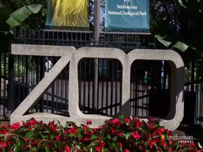 مستند کوتاه  درباره‌ی مار «تایتانوبوآ»،